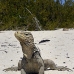 iguana_cuban_jar_v_1271_cub2967.jpg